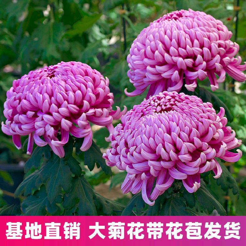 琦琦