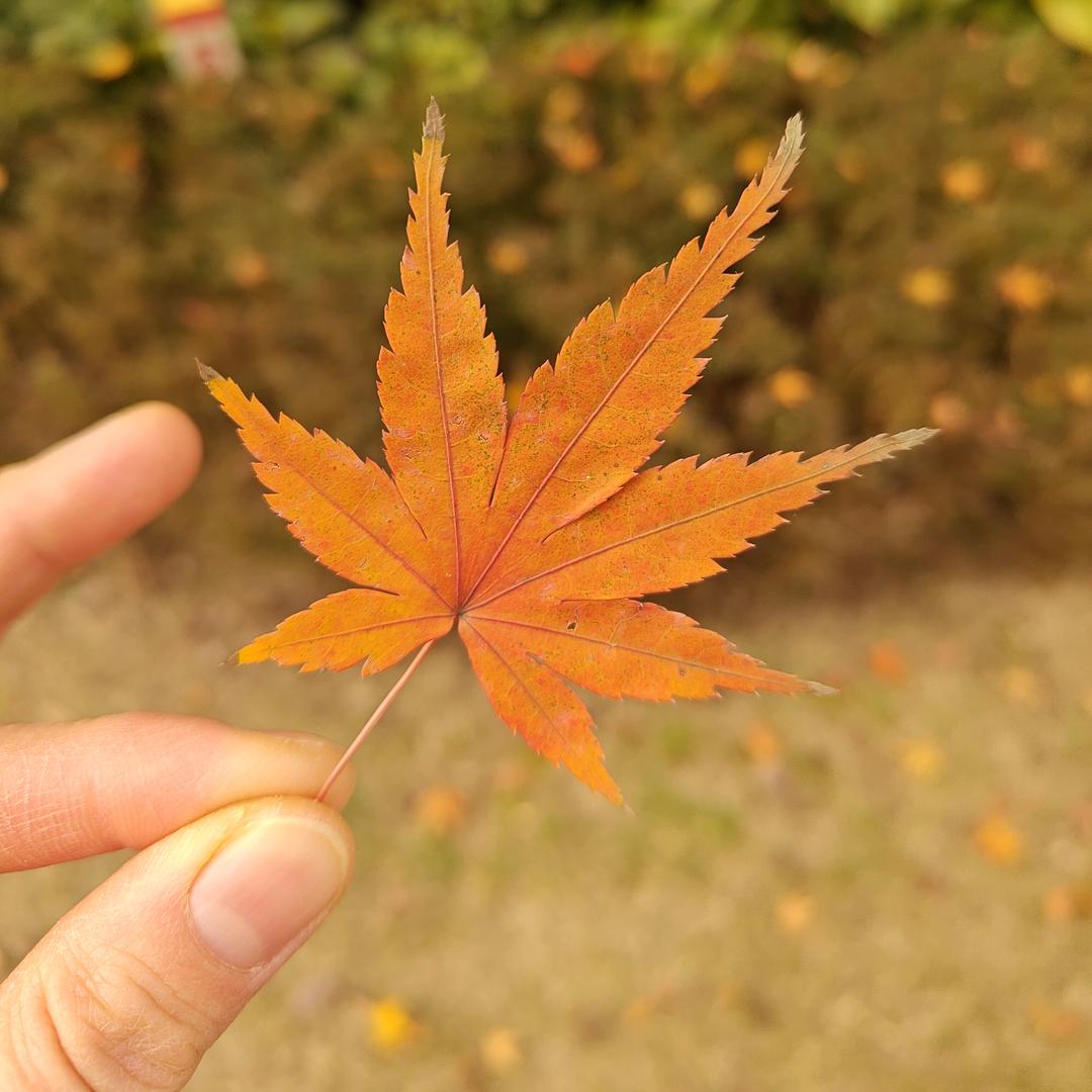 菠萝菠萝蜜🍍🍍