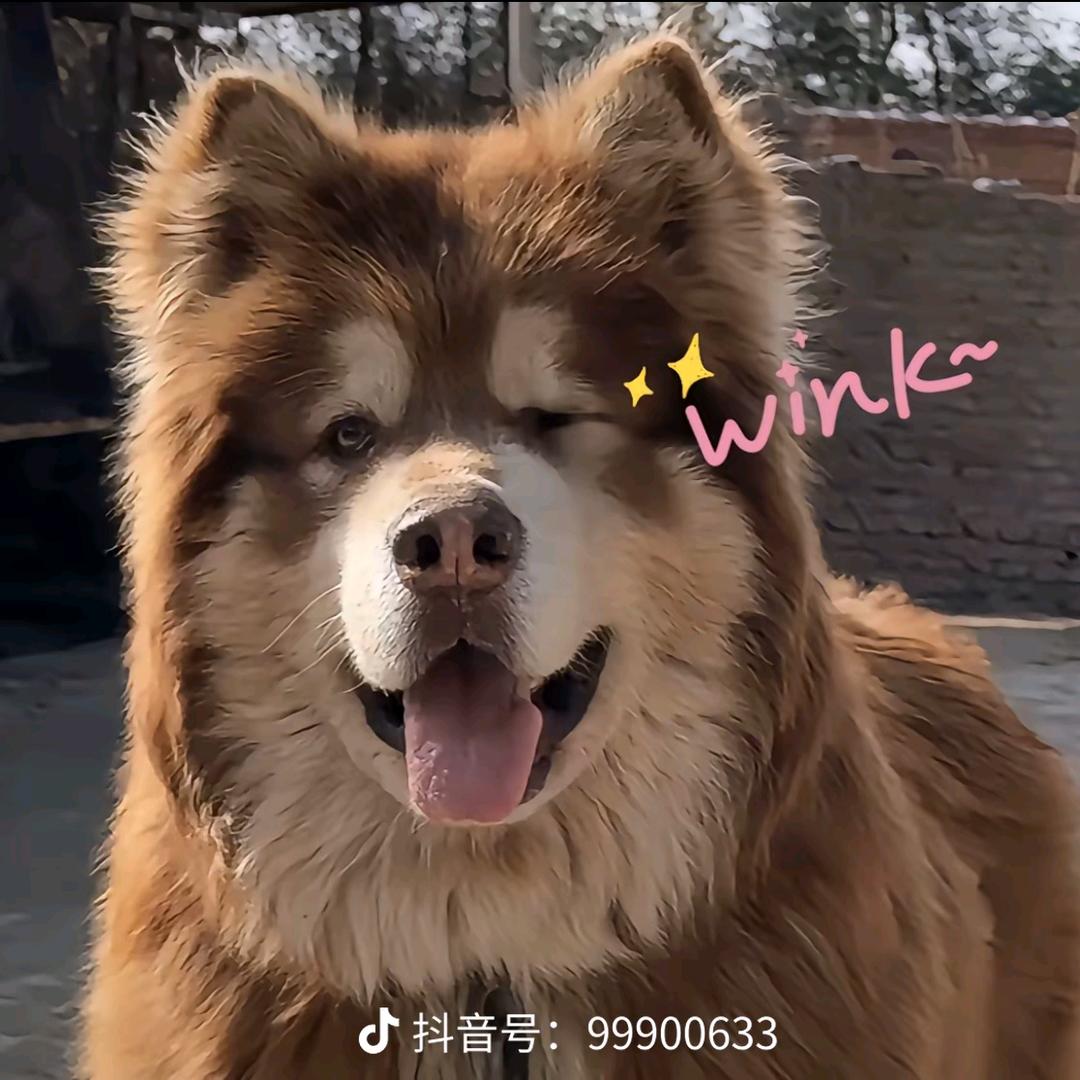 袅酱