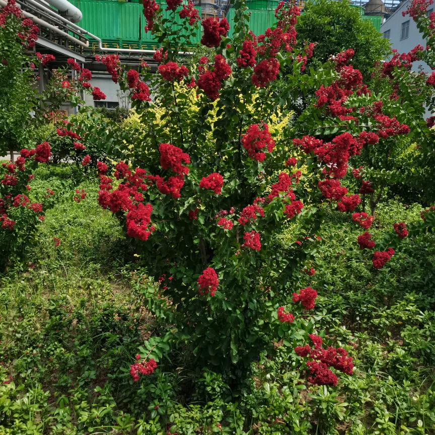 红茶