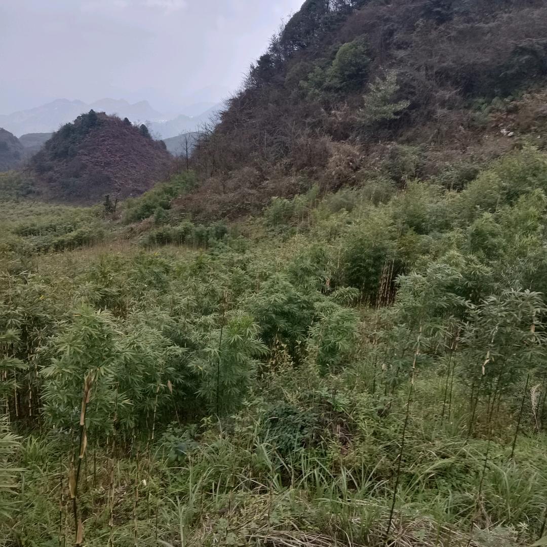 家人们，这个号我不要了，你们自家取关吧