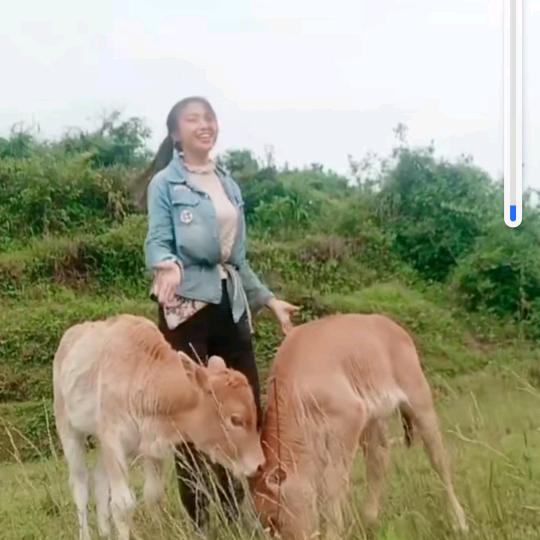 开心的放牛妹🌾🐂💃🌳😃?