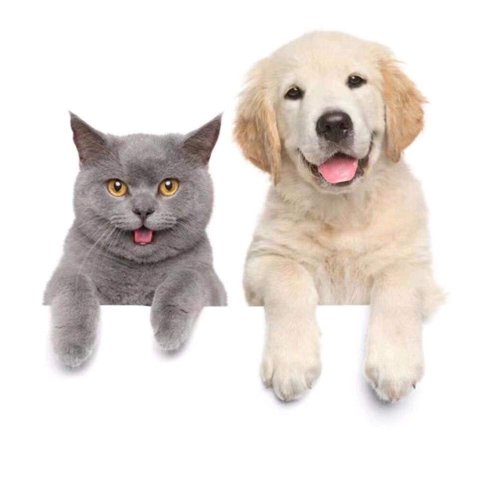 南昌阿金宠物猫狗