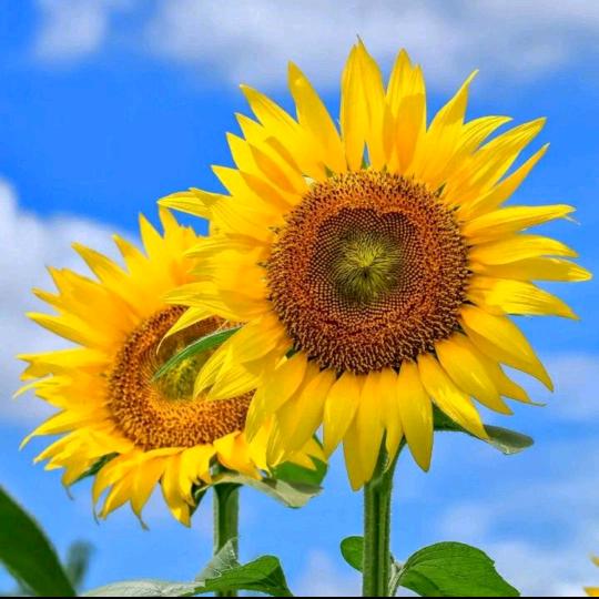 ꧁ǒ山高♡我の为峰¹³¹⁴