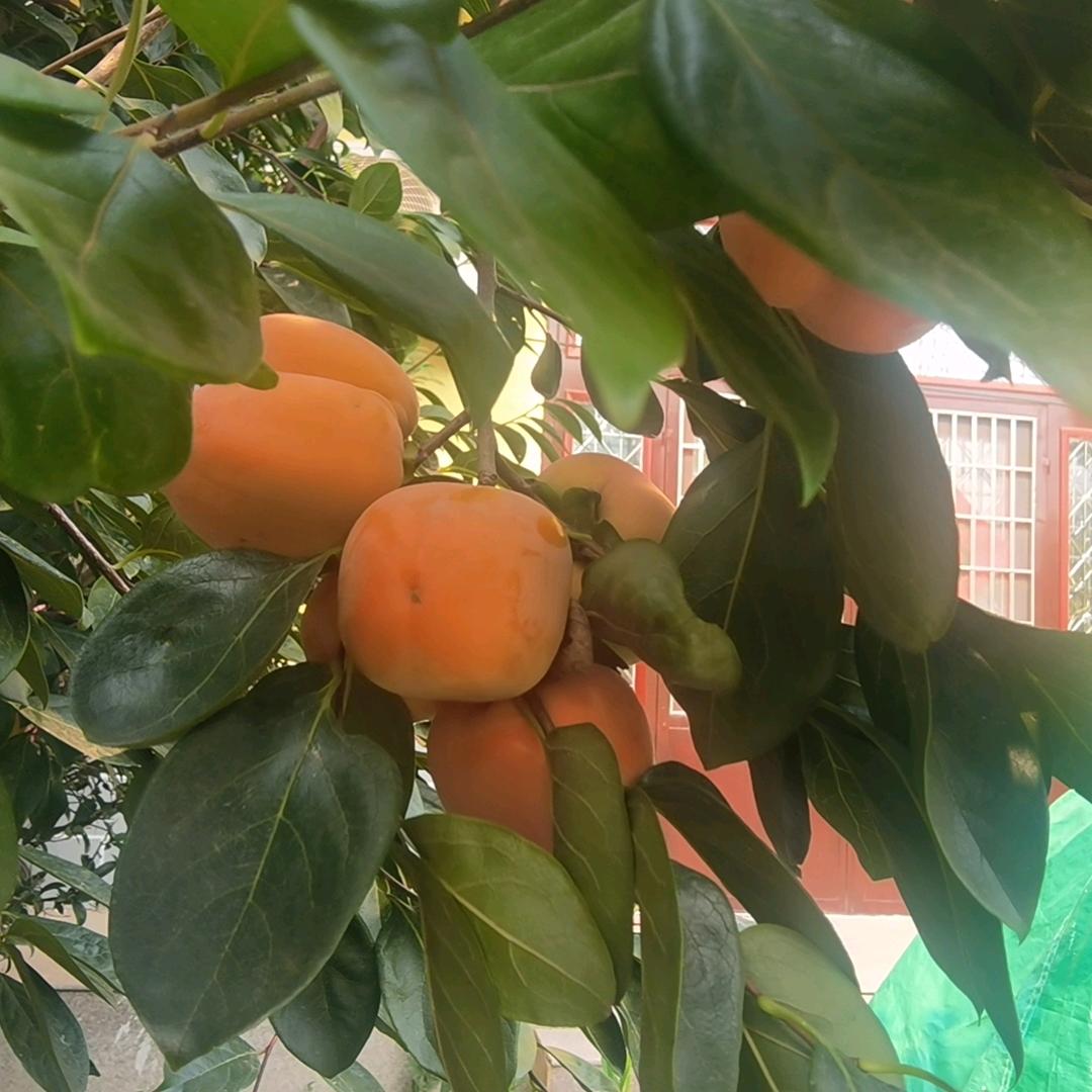 度