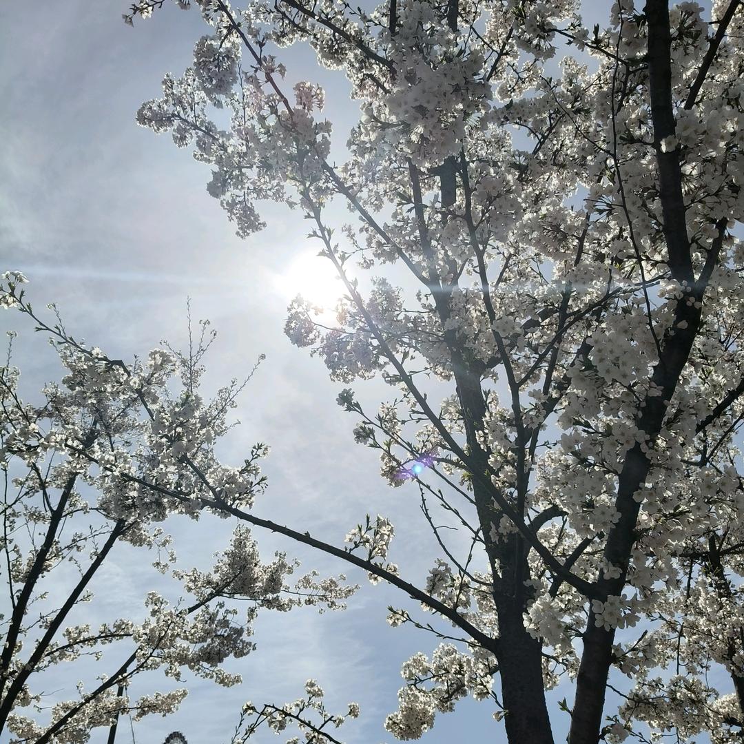 抖音搜索光林哥