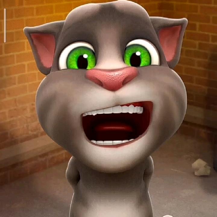 可可爱汤姆猫