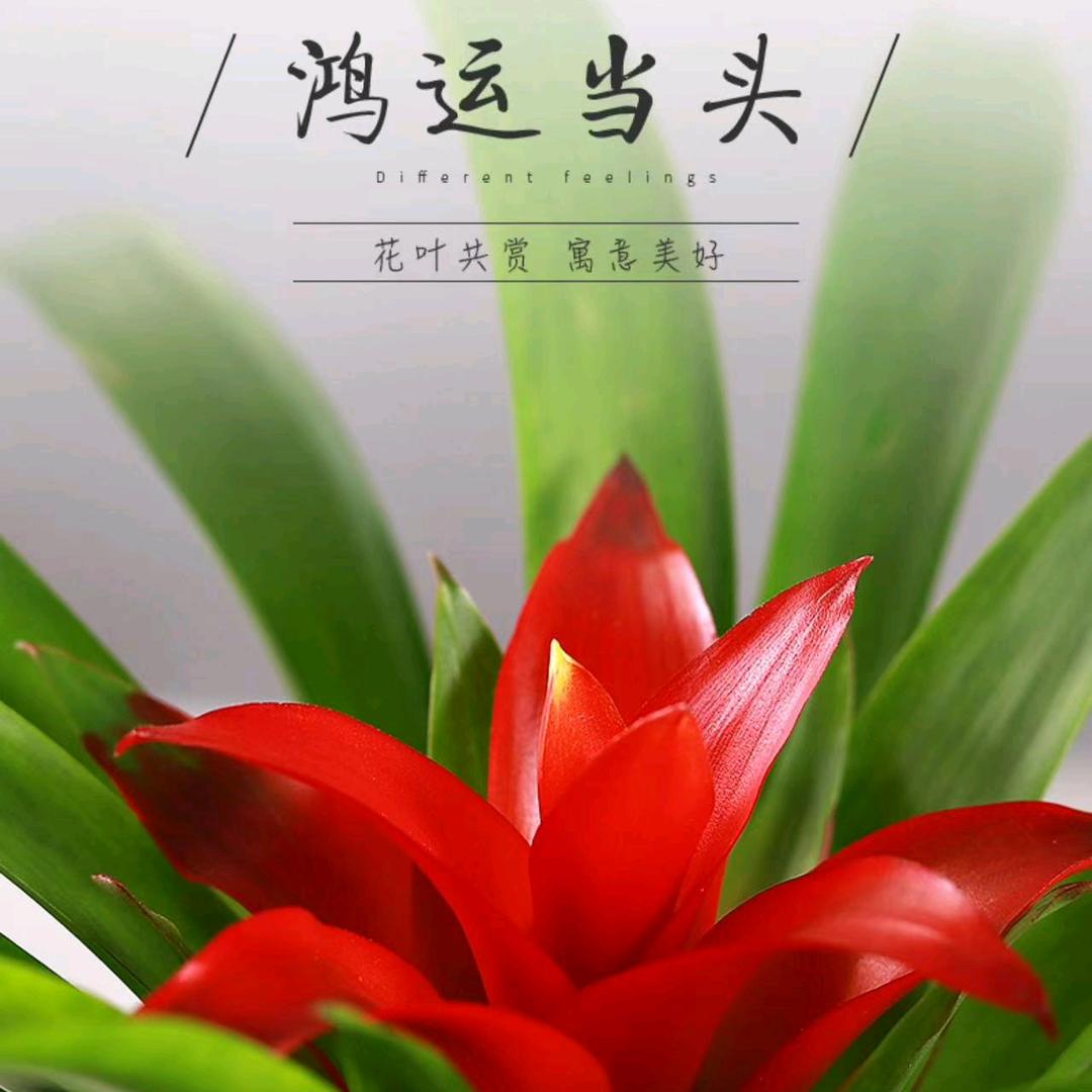 鸿运当头🐲