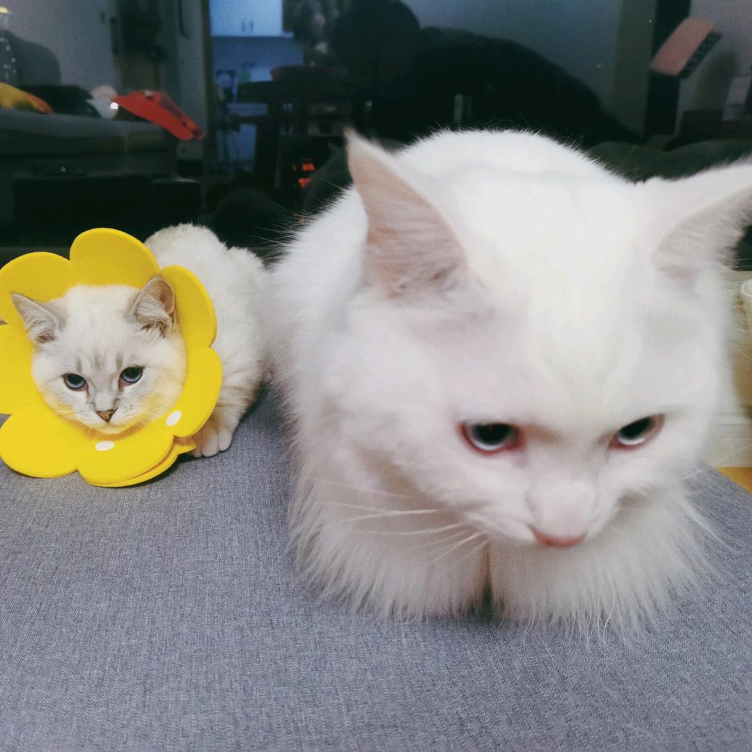 萌兽二哈和它的白猫师尊