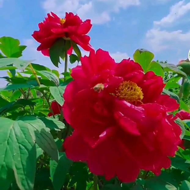 美丽的花