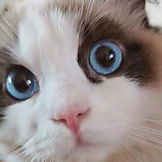 🦐🦔🐒🐍🐂🐴🐉🦀🐋🐬