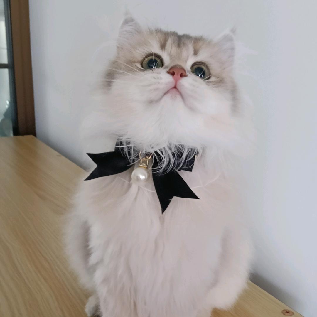 贾小喵萌力发射站💞✨