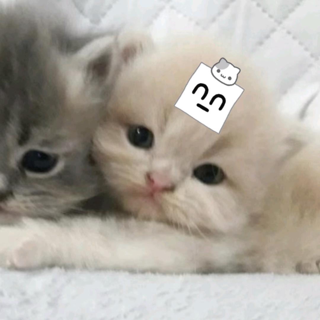 懦弱鬼