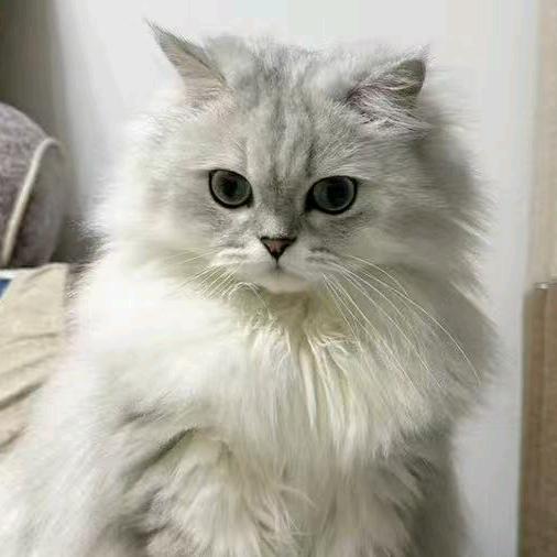 芯宠家猫猫