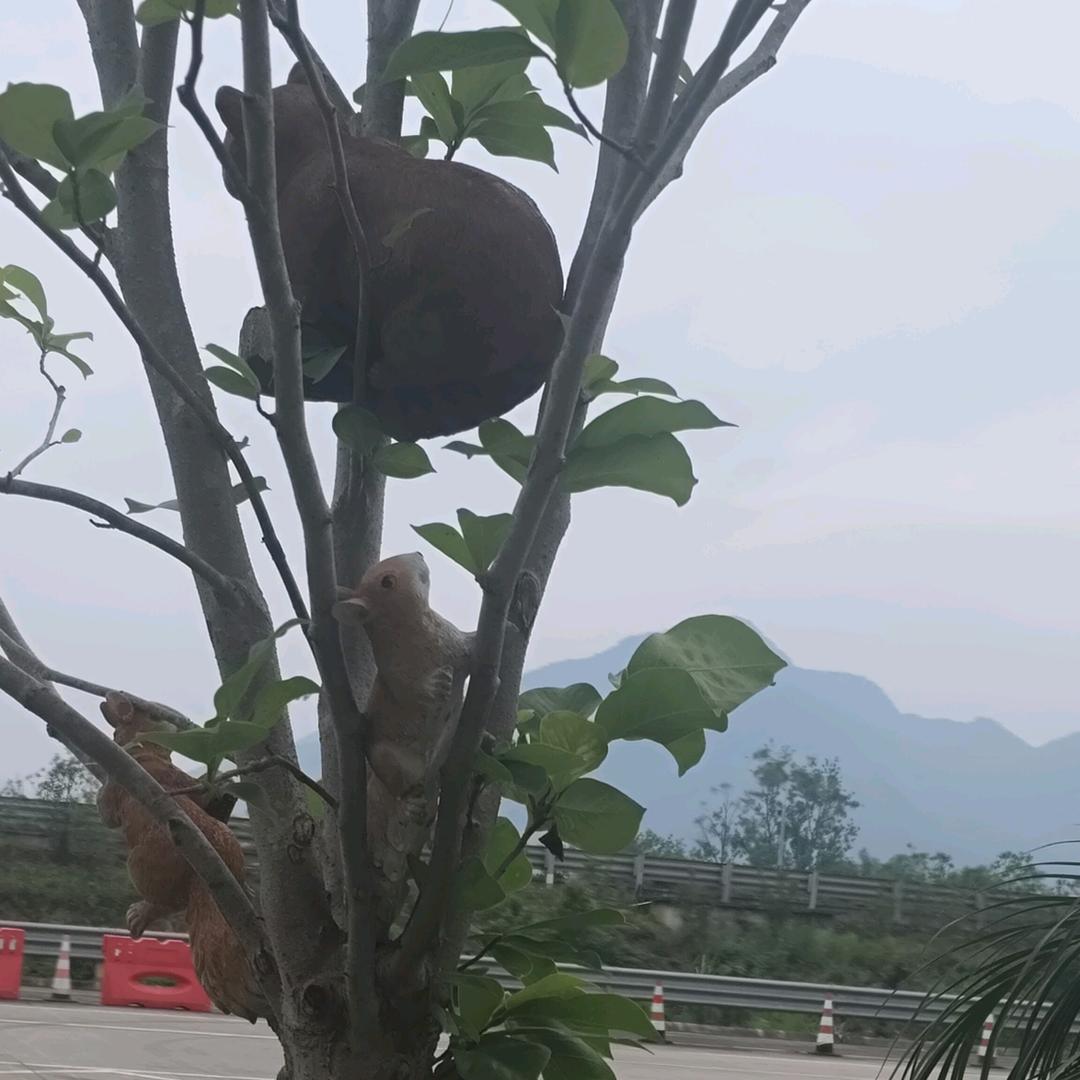 黑人
