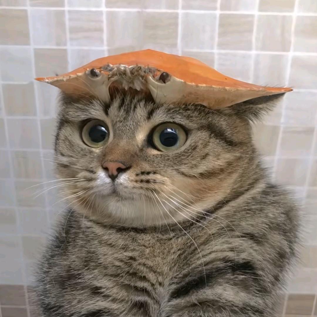 陈十六