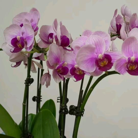 事已至此:（谢绝私聊）谢谢😋