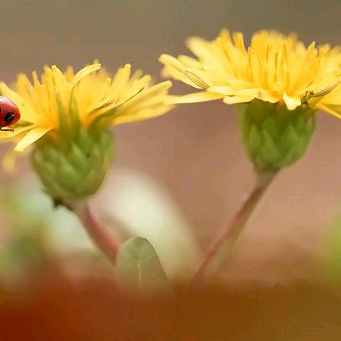 春暖花开