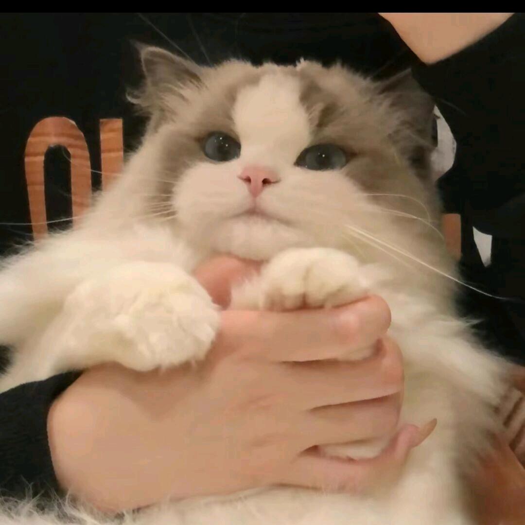 诩羽