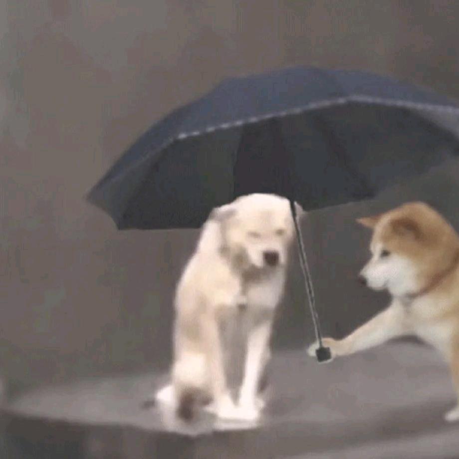 秋雨夏冬来头像