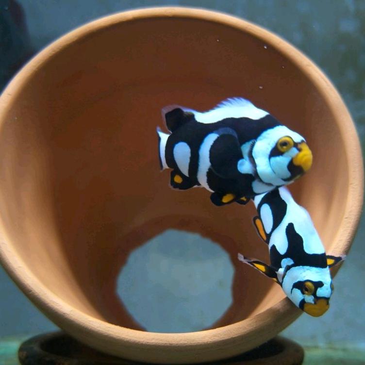 赵先森海水小丑鱼
