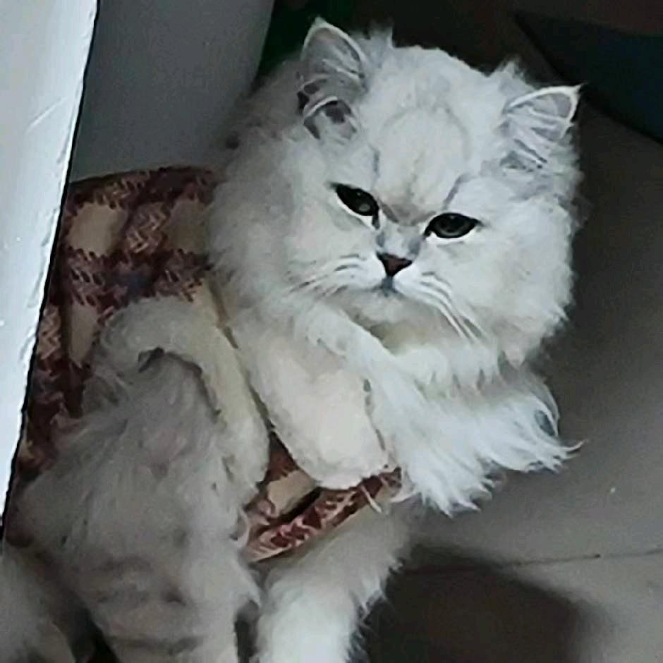 🌈俩猫俩人的快乐生活