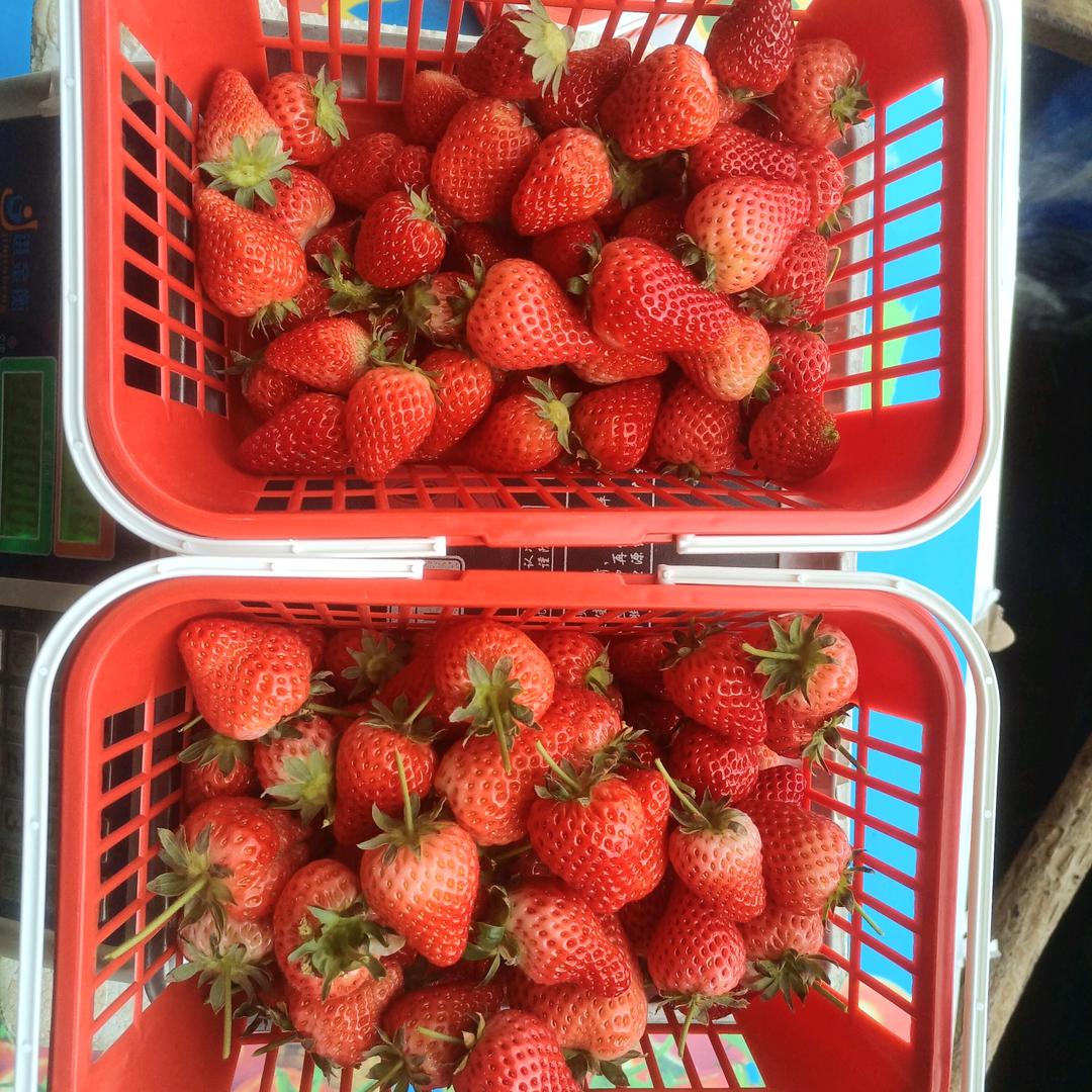 开心草莓采摘园