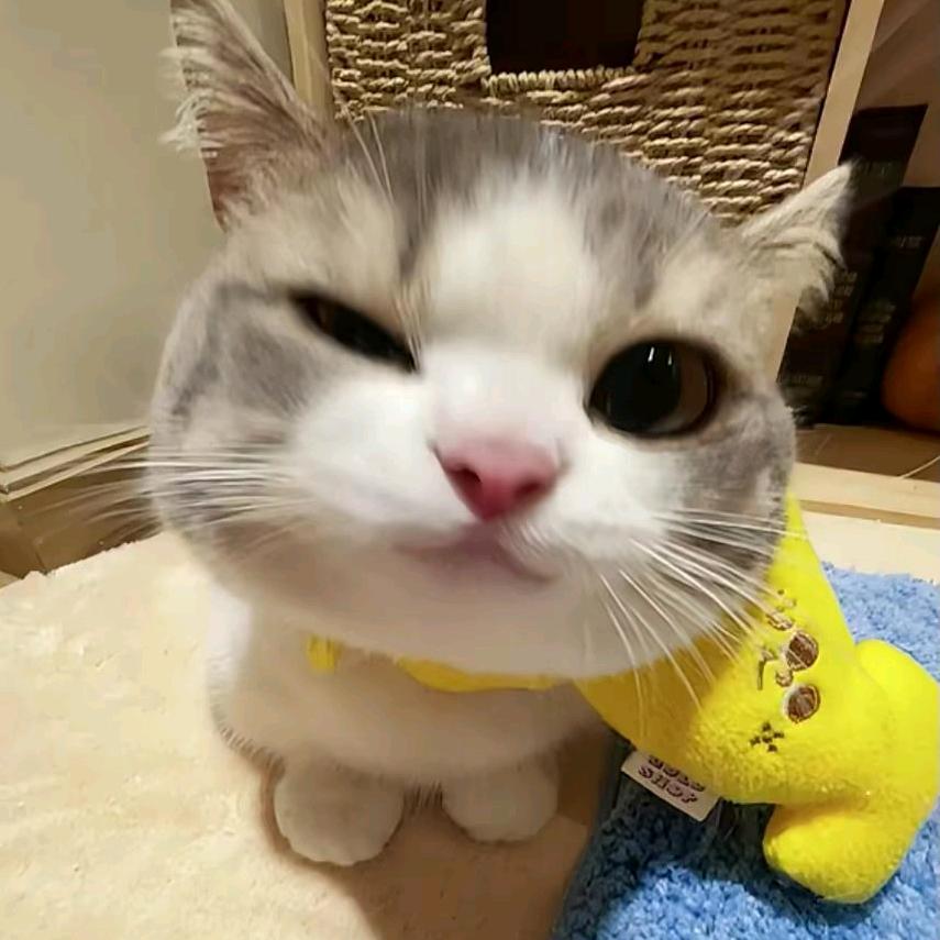 悲伤小猫^v^