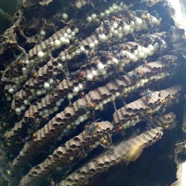 单身强强果蔬煎饼