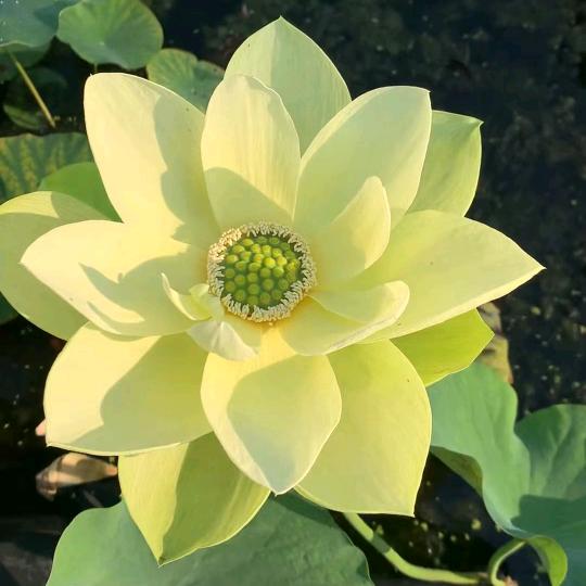 花花爱花