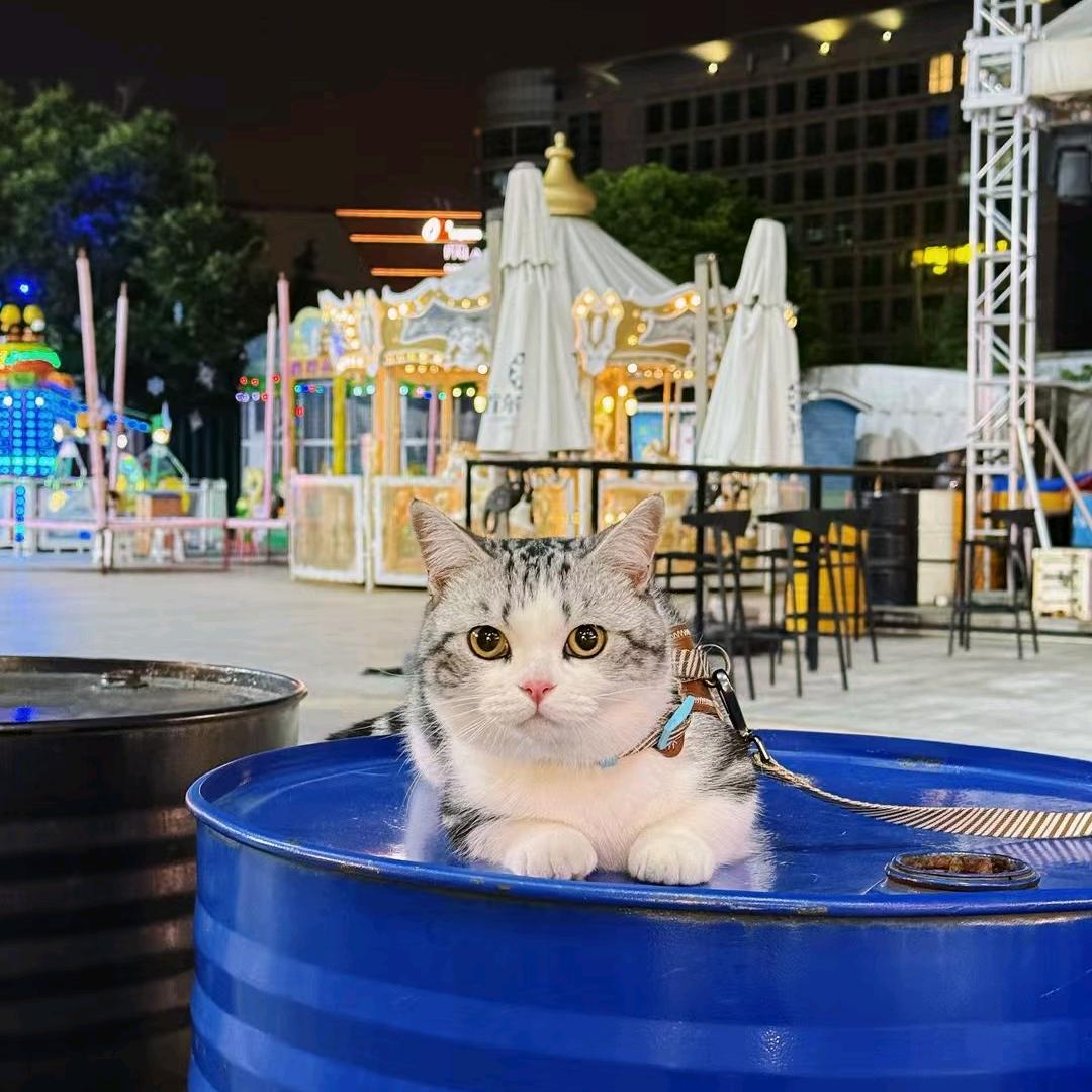 拆弹专家 · 朱可乐🐱