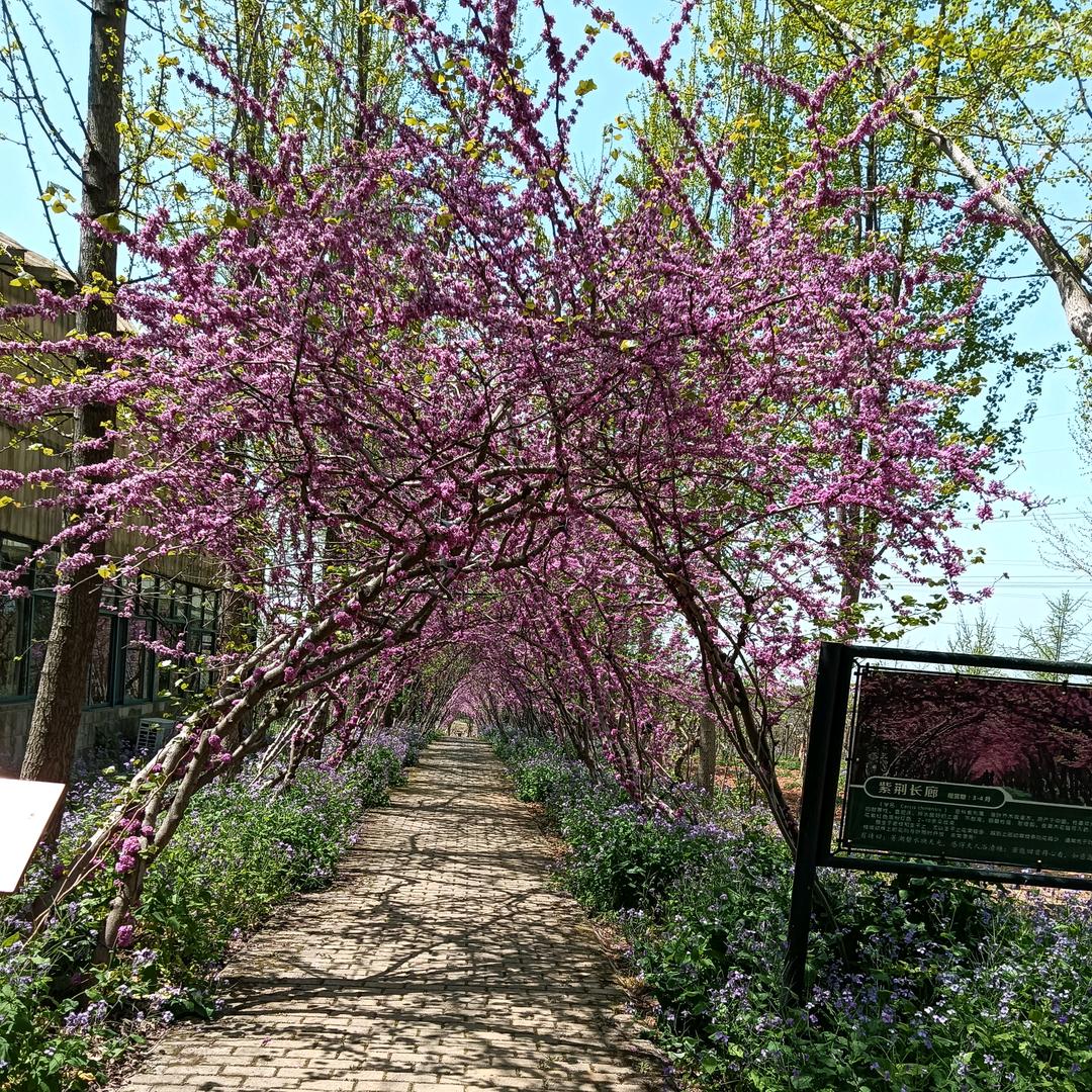 戈奶奶