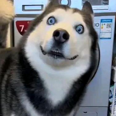 珠三角顺风车小可爱