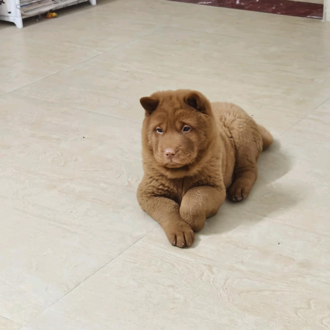中华红犬舍