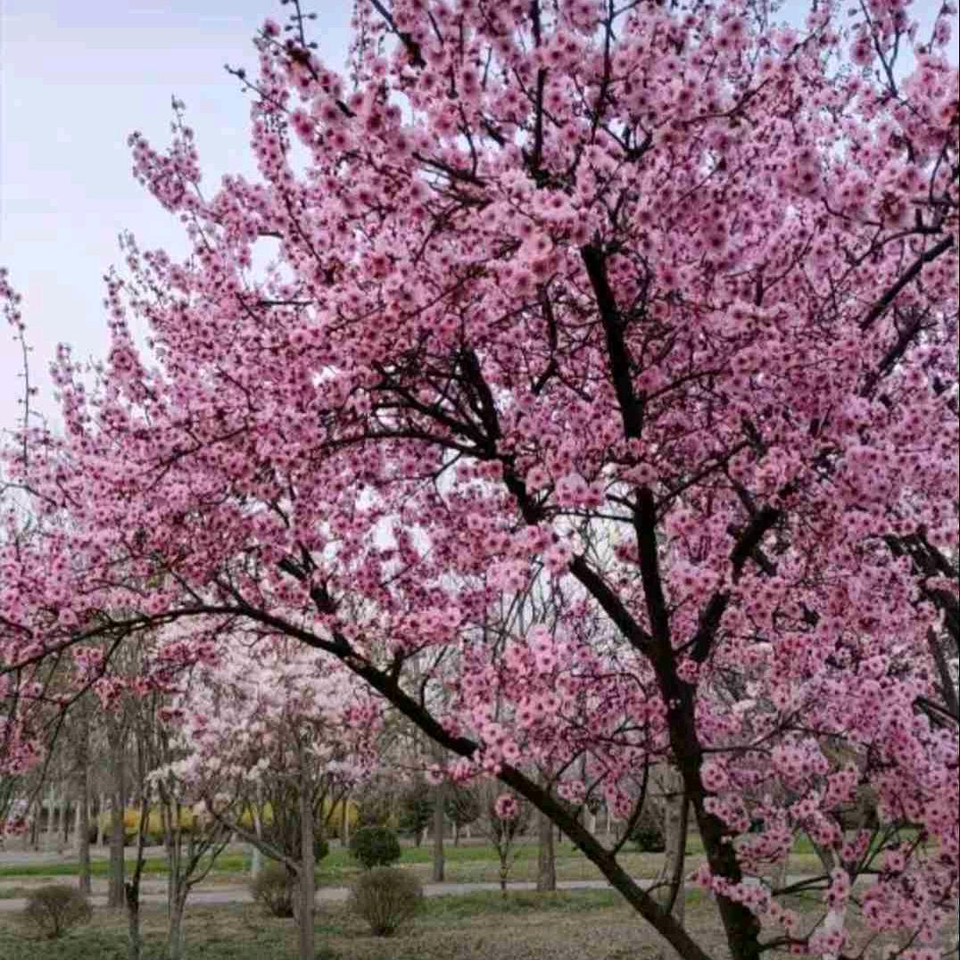 平安是福，666666