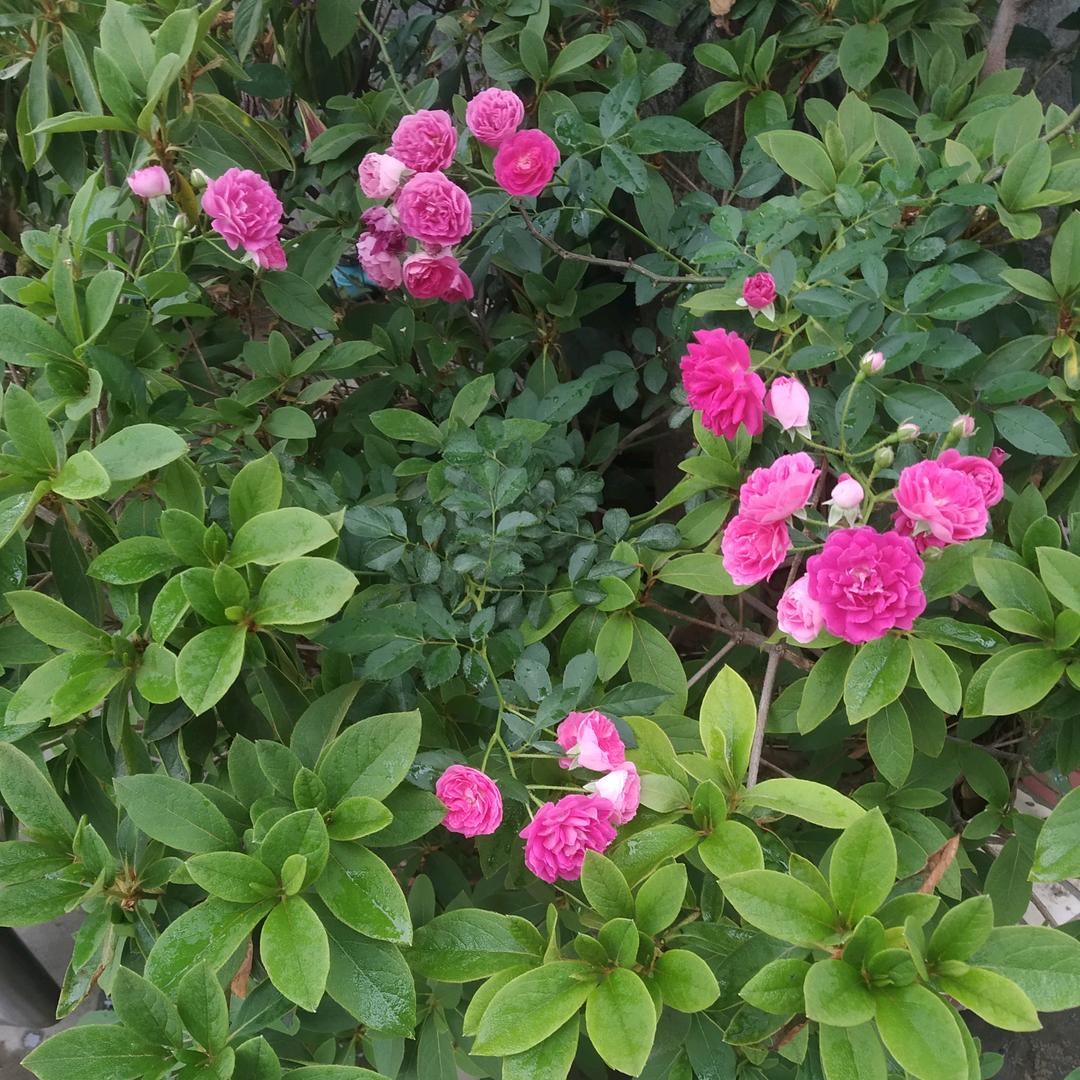 琪琪优选
