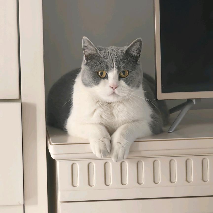 💞猫🐱💞