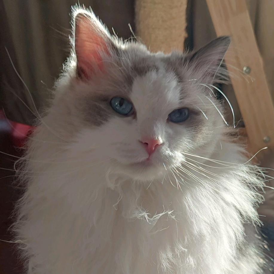 一只酪酪儿打游戏