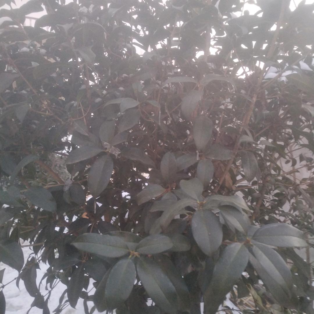 平安每一天