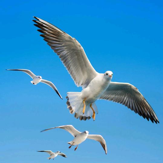 风一样的向往 ⁷²⁷