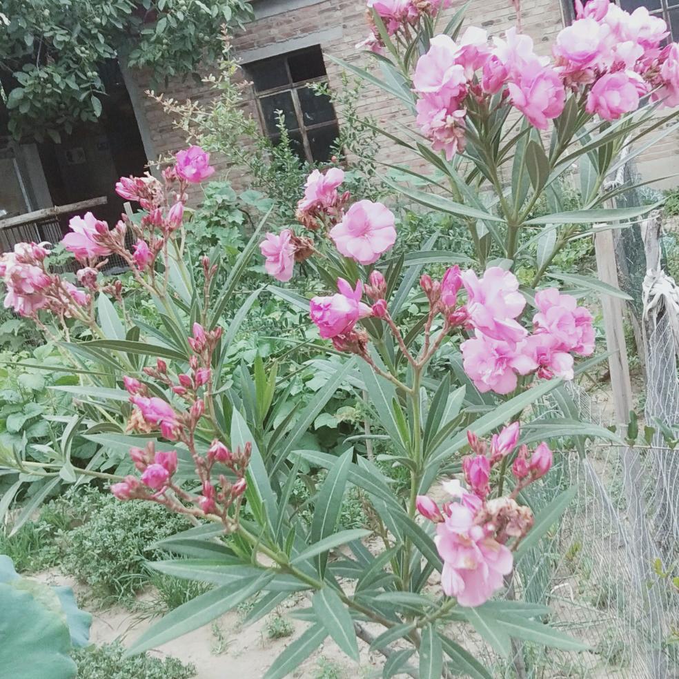 xifucheng123456789