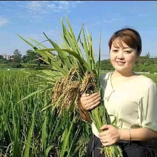 水稻皇后世兰香