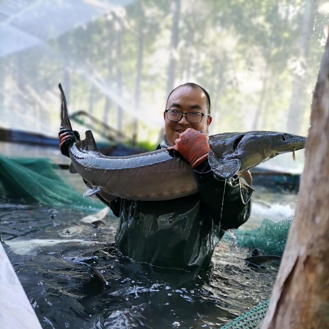 鲟鱼虹鳟鱼淡水养殖