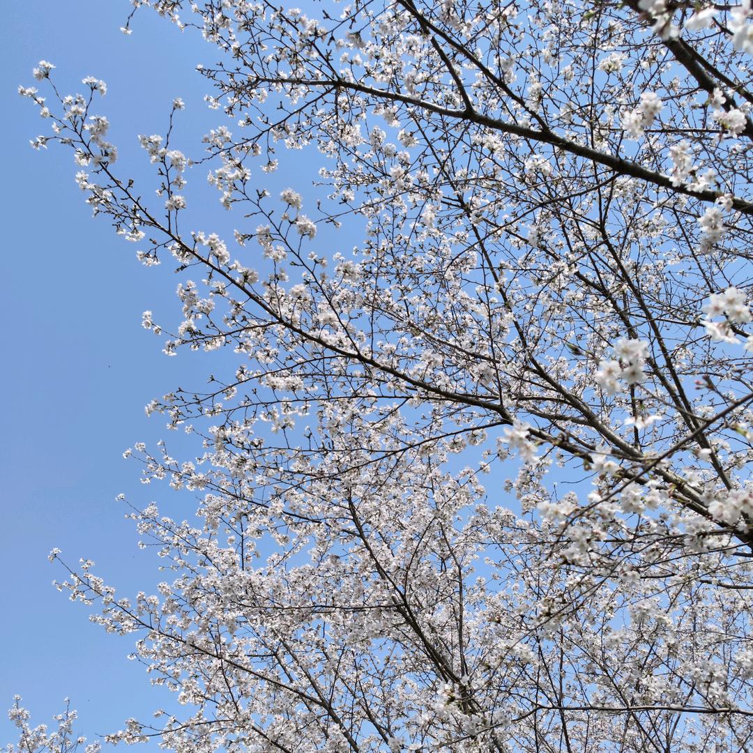 橘子花生八宝粥