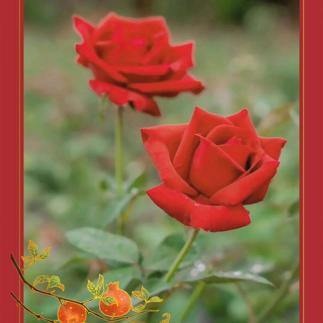 梧桐音乐.🎶疗愈