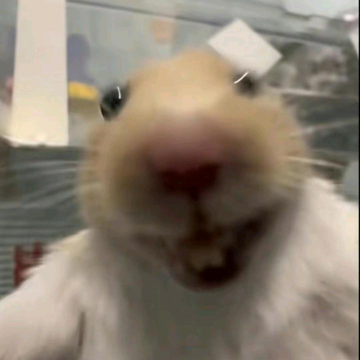 坏坏的叔鼠