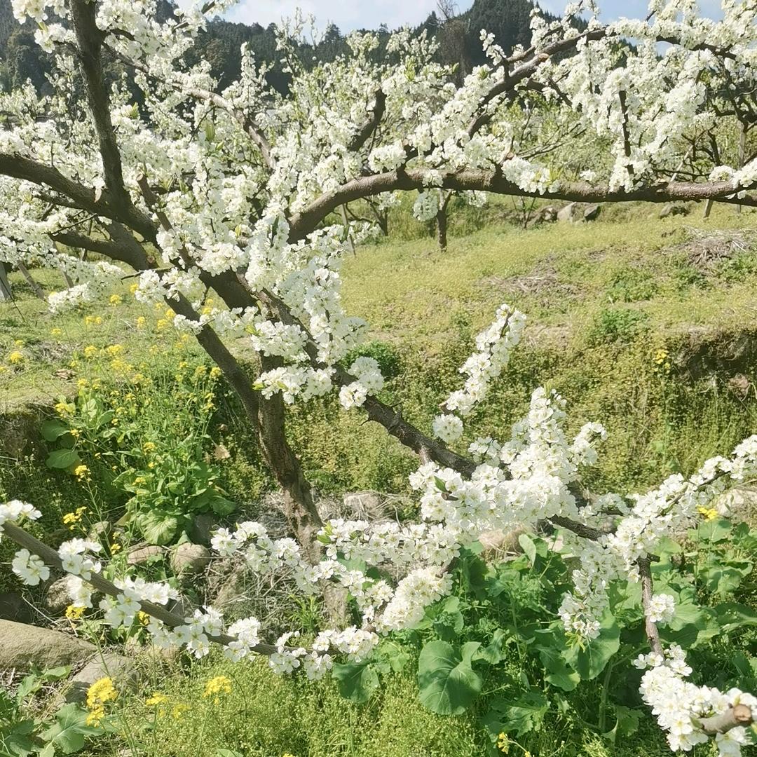 芳芳