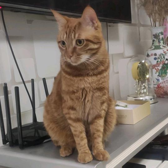 山高自有客行路