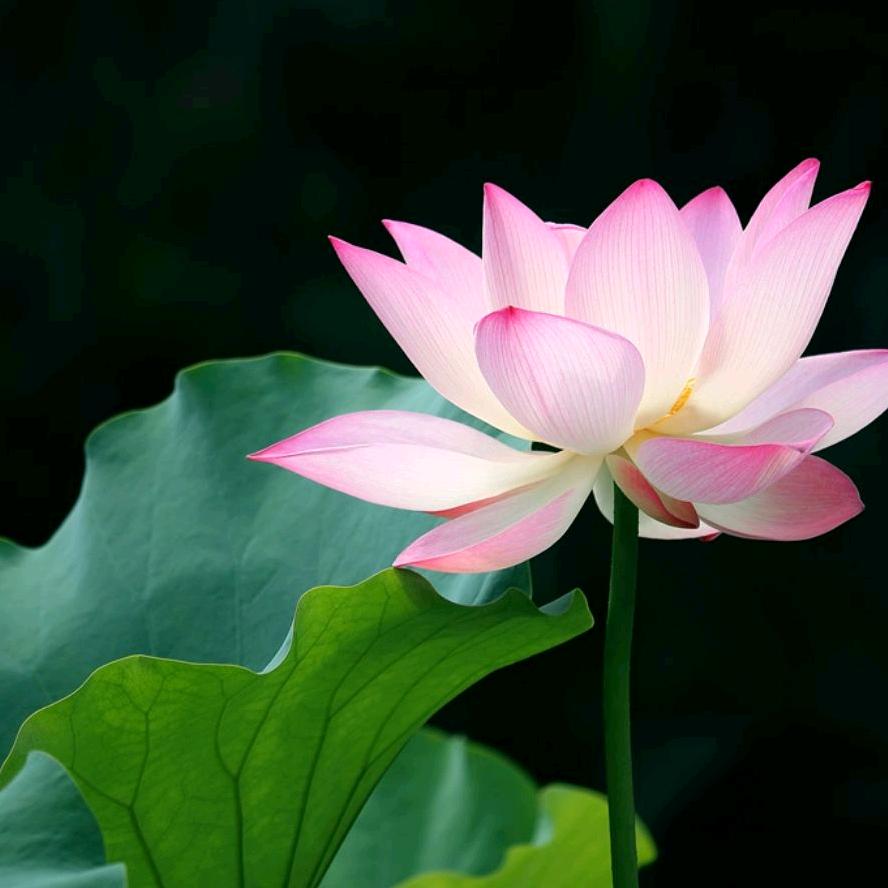 七宝香纸（成品 材料包）