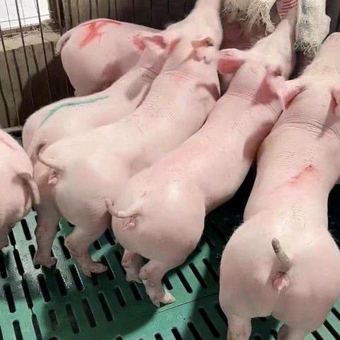 猪顺利养殖